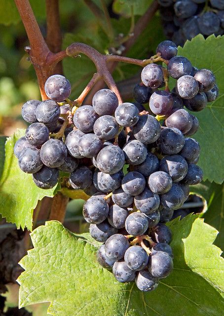 Pinot Noir Wine Grape Cluster | Dark purple, luscious, and j… | Flickr Pinot Noir Grapes, Wine Grape, Pinot Noir Wine, 10 Picture, Pinot Noir, Dark Purple, Grape Vines, Grapes, Wine