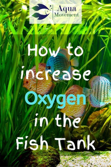 Having adequate oxygen in a fish tank is a crucial part of keeping fish healthy. That’s why it’s essential to learn how to increase oxygen in the fish tank. Fresh Water Fish Tank Ideas, Tropical Fish Tank Ideas, Fish Tanks Ideas, Community Fish Tank, Fish Freshwater, Biotope Aquarium, Beautiful Tropical Fish, Fish Healthy, Fish Tank Themes