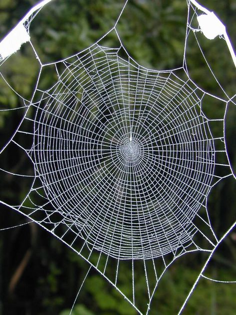 Web of the orb weaving spider... Geometry In Nature, Itsy Bitsy Spider, Spider Art, Arachnids, Animal Behavior, Patterns In Nature, Macro Photography, Spider Web, Amazing Nature