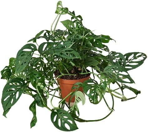 Amazon.com : House Plant Shop | Monstera Adansonii 'Swiss Cheese' - 6" Pot | Live Indoor Plant | Easy to Care | Natural Décor Plant | Great Gifts| Free Care Guide : Patio, Lawn & Garden Live Indoor Plants, Monstera Adansonii, Swiss Cheese Plant, Winter Plants, Cheese Plant, Self Watering Planter, House Plants Decor, Herb Seeds, Hanging Pots