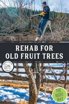 Trees Backyard, Apple Tree Care, Pruning Apple Trees, Fruit Trees Backyard, Prune Fruit, Fruit Tree Garden, Plum Trees, Pruning Fruit Trees, Growing Fruit Trees