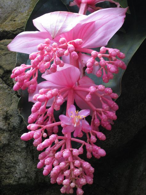 Medinilla magnifica Malaysian Orchid, Medinilla Magnifica, Orchid Varieties, Exotic Orchids, Unusual Flowers, Rare Flowers, Beautiful Orchids, Exotic Flowers, Flower Beauty