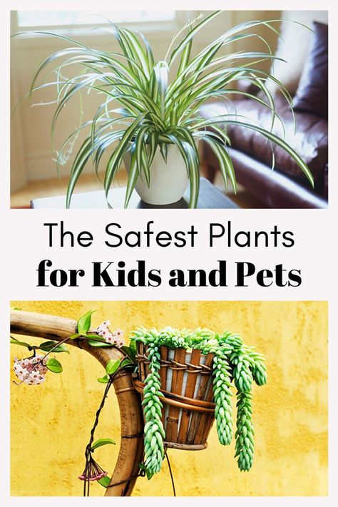 Non Poisonous House Plants, Easy Non Toxic House Plants, Indoor Nursery Garden, Non Toxic House Plants, Classroom Plants, Safe House Plants, Conservatory Plants, Red Cabin, Toxic Plants