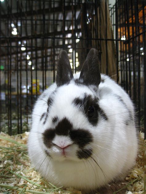 Polish rabbits love attention and will happily let you  pick them up. Polish Rabbit Breed, Polish Bunny, Polish Rabbit, Diy Rabbit Cage, Full Cheeks, Bunny Things, Bunny Buns, Rabbit Information, Dutch Rabbit