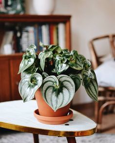 Peperomia Watermelon, Watermelon Peperomia, Indoor Gardening Supplies, Plant Goals, Plants Are Friends, Indoor Gardens, House Plants Decor, Indoor Gardening, Cactus Y Suculentas