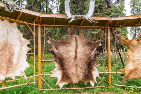 The Art of Tanning Hide: A Step-by-Step Guide to Preserve Animal Skins Tanning Deer Hide, Hide Tanning, Tanning Hides, Deer Hide, Animal Hide, A Deer, Protective Clothing, Save Money On Groceries, Natural Tan