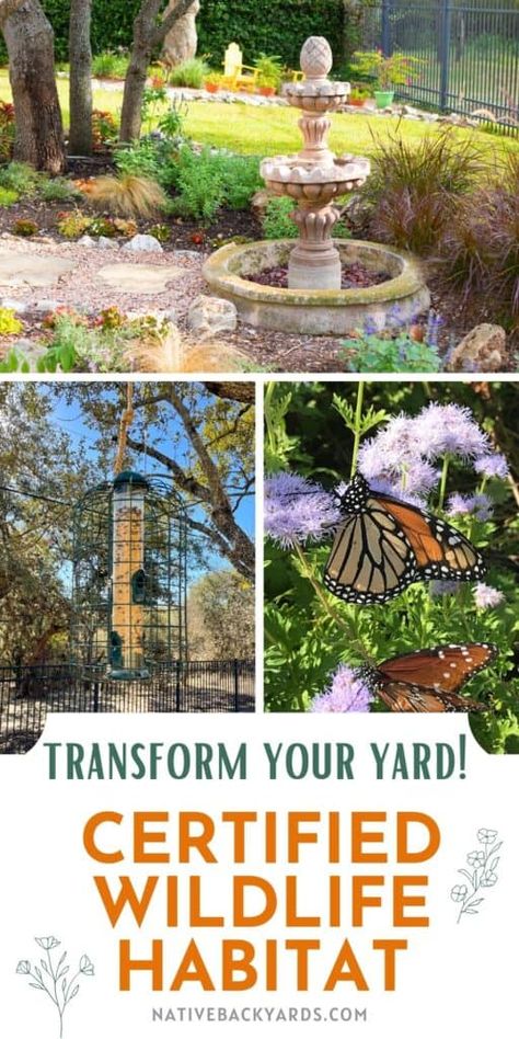 Suddenly Seymour, Bird Habitat, Door Classroom, Backyard Birds Sanctuary, Texas Native Plants, Courtyard Ideas, Butterfly Habitat, Habitat Garden, Garden Inspo