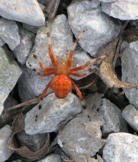 orange spiders | Missouri WildLife with Kaje: This Goofy Orange Spider I Found | Kajed ... Common Spiders, Spider Sona, Amazing Insects, Orange Spider, Color Vibe, Friday Afternoon, Creepy Crawlies, Orange Colour, Arachnids