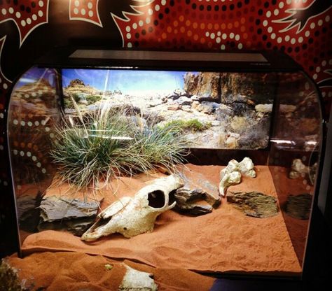 Desert Terrarium Desert Enclosure Ideas, Desert Snake Enclosure, Desert Reptile Terrarium Ideas, Desert Reptile Enclosure, Scorpion Tank Setup, Desert Terrarium Reptile, Desert Enclosure, Desert Terrarium Ideas, Sand Boa Enclosure