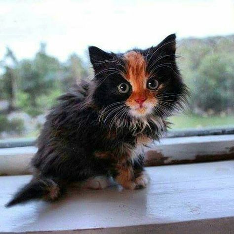 Fluffy Kitty, Hey Cutie, Calico Kitten, Fluffy Kittens, Söt Katt, Adorable Kitten, Gorgeous Cats, Pretty Animals, Cute Animal Photos