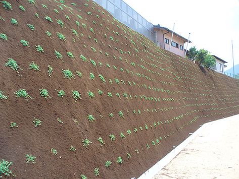 Erosion Control Plants, Ground Cover Drought Tolerant, Steep Hill Landscaping, Steep Hillside Landscaping, Garden Video, Diy Patio Pavers, Terraced Landscaping, Landscaping A Slope, Landscaping On A Hill