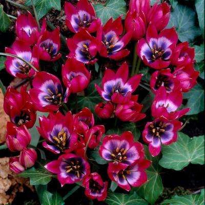 Tulips Bulbs Little Beauty (Set of 12) Van Zyverden, Botanical Tulip, Planting Tulips, Tulip Bulbs, Spring Flowering Bulbs, Spring Bulbs, Garden Accents, Tall Plants, Planting Bulbs