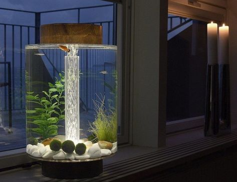 Unique Fish Tanks, Aquarium Mini, Wall Aquarium, Cool Fish Tanks, Mini Aquarium, Nature Aquarium, Aquarium Ornaments, Cool Fish, Home Aquarium