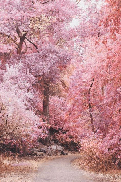 autumn in pink cottagecore cozy aesthetic Pink Cottagecore, Pink Autumn, Cozy Aesthetic, Fantasy Places, Autumn Aesthetic, Fall Wallpaper, Autumn Garden, Pink Aesthetic, Pretty Wallpapers