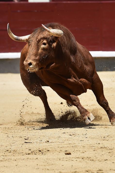 Abundance Charging Bull Photography, Bull Reference, Bull Aesthetic, Animals Symbolism, Male Cow, Western Animals, Bull Photography, Bull Animal, Spanish Bull