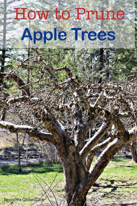 Tips and tricks on pruning apple trees. Pruning helps promote a healthy apple harvest in the fall. Pruning Apple Trees When, Tree Pruning Tips, Pruning Apple Trees Branches, How To Care For Apple Trees, How To Prune Apple Trees, Prune Apple Tree, Apple Tree Pruning, Pruning Peach Trees, Planting Apple Trees