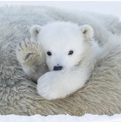 Polar Bear Images, Baby Polar Bear, Baby Polar Bears, Wild Animals Photos, Cat Jokes, Cute Polar Bear, Bear Pictures, Pretty Animals, Silly Animals