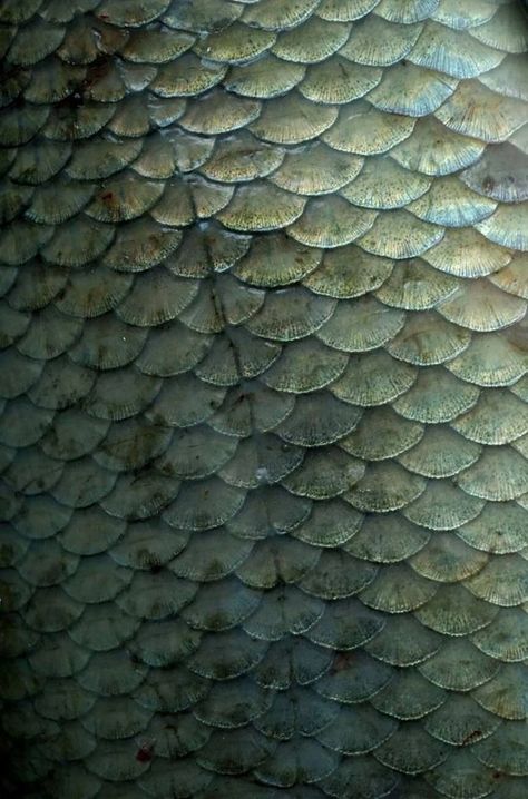 Fish Scales Photography, Fish Scales Aesthetic, Green Scales Aesthetic, Fish Scales Tattoo, Scales Aesthetic, Fish Texture, Animal Scales, Peter Pan Kostüm, Sea Texture