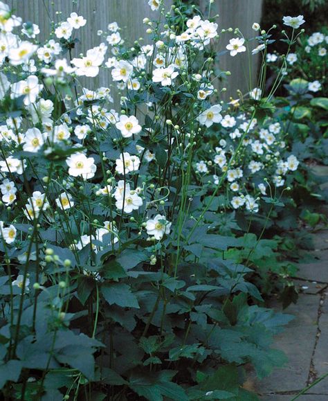 Anemone japonica Garden Shrubs, Fine Gardening, Moon Garden, Have Inspiration, Woodland Garden, White Gardens, Perennial Garden, Garden Trellis, Shade Plants