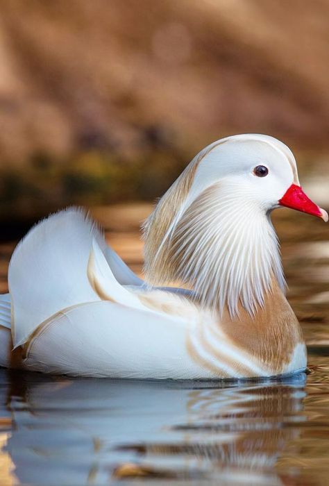 White Mandarin drake Duck Species, Wood Duck, Mandarin Duck, Wood Ducks, The East, Animal Photography, Drake, Cute Animals, Birds