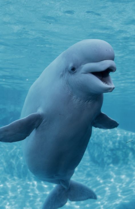 Beautiful Beluga.  (supposivly a type of dolphin) Beluga Whale Photography, Beluga Whale Aesthetic, Balooga Whale, Beluga Whale Wallpaper, Whale Underwater, Baby Beluga, Mystic Aquarium, Beluga Whales, Zestaw Ikon