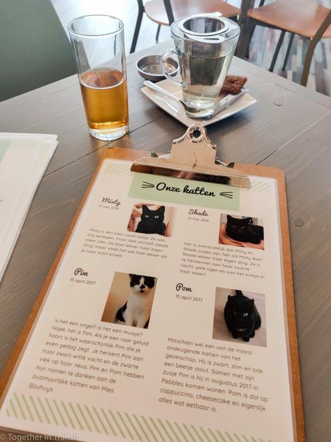 Pet Cafe Aesthetic, Cat Cafe Menu Ideas, Cat Cafe Aesthetic Interior, Cat Cafe Design, Cat Cafe Interior Design, Cat Cafe Ideas, Cat Cafe Interior, Cat Cafe Aesthetic, Cafe Owner