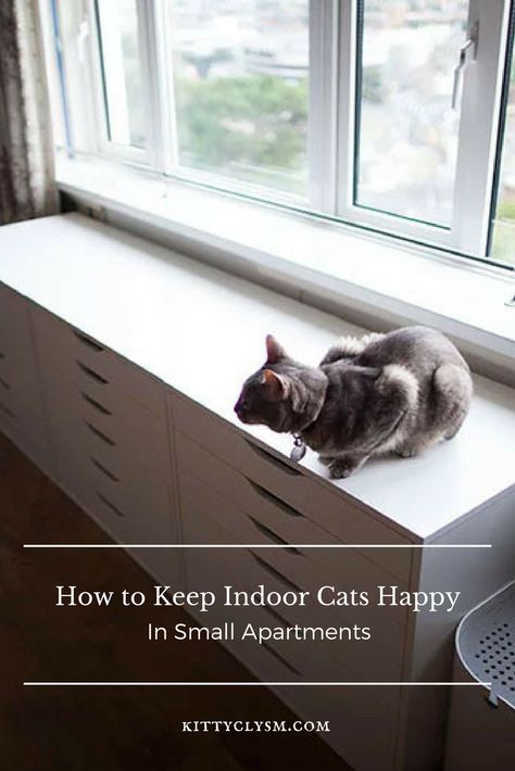 How to Keep Indoor Cats Happy in Small Apartments #coolcattoys Cat Apartment, Cats Happy, Siberian Cats, Cat Seat, Cat Hacks, Cat Care Tips, Indoor Cats, Cat Shelves, Cat Furniture Diy