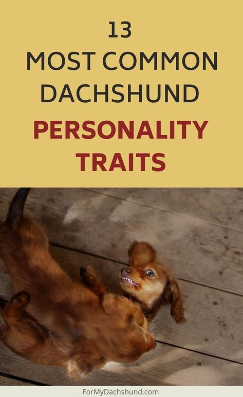 13 Most Common Dachshund Personality Traits Mini Dachshund Dapple, Miniature Dachshunds Long Haired, Dachshund Breeding, Mini Dachshund Full Grown, Winner Dogs, Dachshund Temperament, Dachshund Adoption, Dachshund Personality, Dachshund Bed