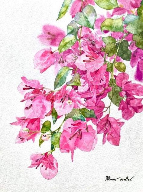 Bogenvilla Watercolor, How To Draw Bougainvillea Step By Step, Bogenvilla Flower Painting, Buganvilla Painting, Bougainvillea Drawing Simple, Buganvilla Watercolor, Buganvilla Flower, Watercolour Bougainvillea, Bougainvillea Art