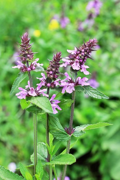 Marsh woundwort lat.Stachys palustris. Wild medicinal plants of Siberia #Sponsored , #SPONSORED, #paid, #lat, #Marsh, #plants, #Stachys Marsh Plants, Rush Plant, British Nature, Pond Garden, Bog Garden, Planting Ideas, Vintage Graphic Design, Medicinal Plants, Vintage Graphics