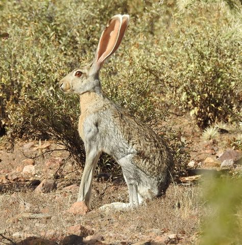 Black-tailed jackrabbit (Lepus californicus) Desert Cottontail Rabbit, Desert Rabbit Drawing, Black Tailed Jack Rabbit, Desert Jackrabbit, Waterbuck Antelope, Jack Rabbit, Animals Friendship, Arachnids, Bird Photo