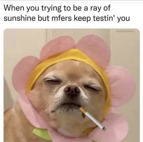 Catherine Grace, Relatable Pics, Funny Farm, Sarcasm Only, Funny Dog Memes, Ray Of Sunshine, Funny As Hell, Morning Humor, Work Memes