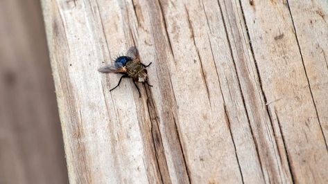 How Do You Get Rid Of Flies Outside? – Forbes Home Rid Of Flies Outside, Get Rid Of Flies Outside, Fly Deterrent, Fly Infestation, Flies Outside, Get Rid Of Flies, Fly Love, Fly Paper, Fly Traps