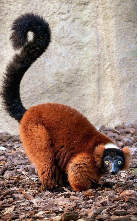 Animals Preschool Crafts, Red Ruffed Lemur, Wallpaper Woodland, Ruffed Lemur, Fursona Ideas, Animals Preschool, Animal Reference, Crafts Preschool, Animal Study