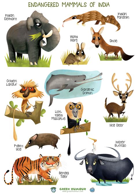 Reading Lab, Animal Infographic, Wildlife Of India, Indian Animals, Animals Information, Animal Caricature, Indian Independence, Indian Independence Day, Animal Conservation