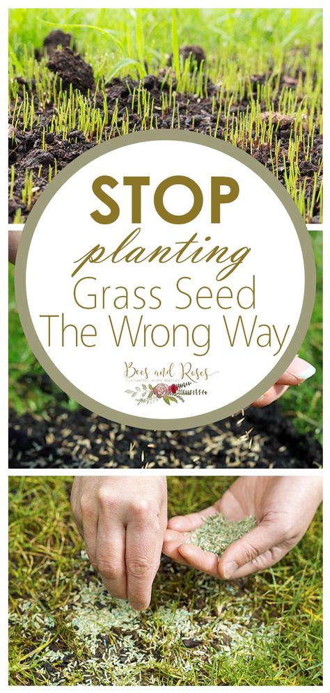 Planting Grass Seed Fall, How To Plant Grass Seed Lawn, Grass Seed Tips How To Grow, River Backyard, Planting Ginger, Lawn Makeover, Reseeding Lawn, Planting Grass Seed, Best Grass Seed