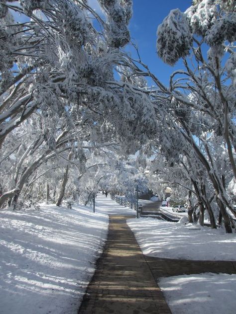 Australian bush Winter. Many people forget that an Australian winter falls from June to August and snow is usually found in the Snowy Mountains area between the states of New South Wales and Victoria and in the highlands of Tasmania. Australian Winter, Winter In Australia, Snow Place, Australian Bush, Visit Australia, Winter Beauty, Snowy Mountains, Winter Wonder, Australia Living