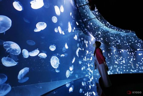 Tokyo aquarium showcases 14-meter-wide jellyfish tank Moon Jellyfish Aquarium, Jellyfish In Aquarium, Tokyo Aquarium, Jellyfish Tank Aquarium, Mermaid Diy Crafts, Jellyfish Quotes, Aquarium Jellyfish, Jellyfish Facts, Jellyfish Lantern