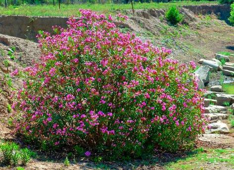 Oleander (Nerium spp) Oleander Landscaping, Flowering Shrubs Full Sun, Oleander Nerium, Hibiscus Shrub, Full Sun Flowers, Full Sun Shrubs, Essential List, Flowering Quince, Handle The Heat