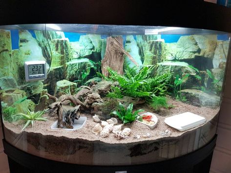 Crabitat Ideas, Hermit Crab Cage, Funny Animals Pics, Hermit Crab Homes, Animal Pics Funny, Crab Habitat, Hermit Crab Habitat, Fish Habitat, Crab Tank