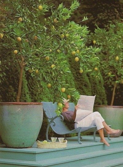 * Meyer Lemon Tree, Lemon Trees, Citrus Trees, Lemon Tree, Outdoor Rooms, Dream Garden, Fruit Trees, Garden Inspiration, Container Gardening