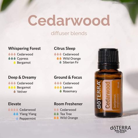 Woody Essential Oil Blends, Lavender Cedarwood Essential Oil Blend, Cedarwood Oil Benefits, Cedar Wood Essential Oil Uses, Cedar Essential Oil Blends, Ceaderwood Essential Oil Benefits, Cedar Wood Essential Oil Blends, Earthy Essential Oil Blends, Sandlewood Essential Oil Blends