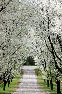 Dogwood Tree Lined Driveway, Orchard Driveway, Trees Lining Driveway, Trees To Line Driveway, Dream Driveway, Tree Lined Path, Lined Driveway, Spring Branches, Westchester New York