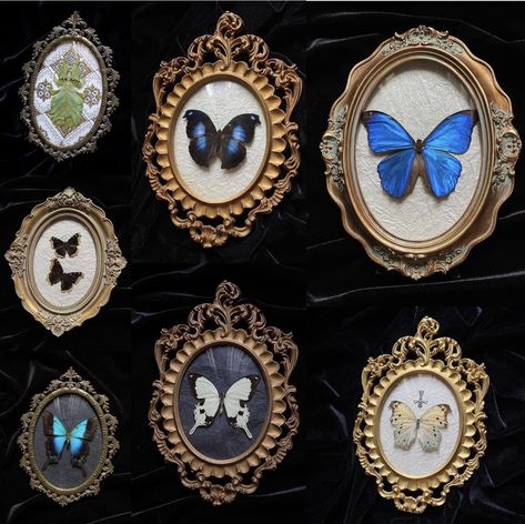 Pinned Butterfly Art, Bug Mirror, Insect Frame, Framed Taxidermy, Moth Taxidermy, Butterfly Taxidermy Aesthetic, Insect Taxidermy Art, Faux Butterfly Taxidermy, Oddities Decor