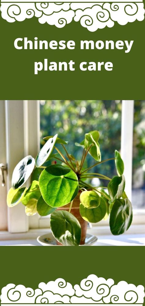 Getting a Chinese money plant from a friend is the best way to start in most places. They didn’t sell in many plant centers or garden stores, which could be even though they developed too slowly for nurseries to make money off of them. #chinesemoneyplant #chinesemoneyplantcare #chinesemoneyplantpropagation #chinesemoneyplantcaretips #chinesemoneyplantindoor #chinesemoneyplantourdoor #chinesemoneyplantproblems Money Plant Propagation, Chinese Money Plant Care, Money Plant Care, Scandinavian Homes, Gardening Guide, Money Plan, Chinese Money Plant, Plant Propagation, Plant Problems