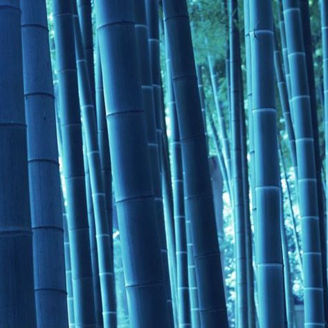 Painting Bamboo, Bamboo Seeds, Blue Bamboo, Beautiful Home Gardens, Bamboo Decor, Bamboo House, Bamboo Fence, Home Garden Decor, Bamboo Plants