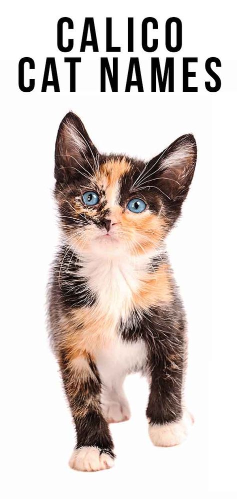 Calico Cat Names - 250 Great Ideas For Naming Your Calico Kitten Tortoiseshell Cat Names, Kitten Names Unique, Halloween Names For Cats, Kitten Names Girl, Calico Cat Names, Girl Cat Names, Unique Cat Names, Cute Cat Names, Calico Cats