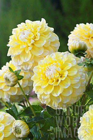 Dahlias #flowers Gladioli, Bee Baby, Flower Gardening, Lemon Pie, Dahlia Flower, Colour Yellow, Flower Bed, Mellow Yellow, Flower Beauty