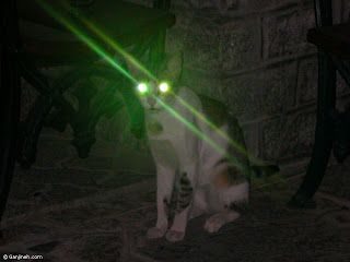 Grace Elliot - blog.: Cat's Eyes - Seeing is Believing. Chaos Core, Cursed Cats, Cursed Cat, Re Animator, Seeing Is Believing, Shiny Eyes, Darkwing Duck, Movie Directors, Cat Images