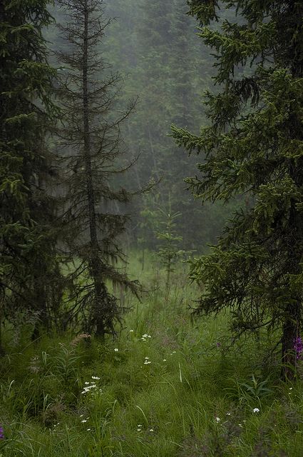 Ohhh wow. Miss this sort of thing Dark Naturalism, Theme Nature, Dark Green Aesthetic, Foggy Morning, Pine Trees, Dark Forest, Nature Aesthetic, Enchanted Forest, Pretty Places